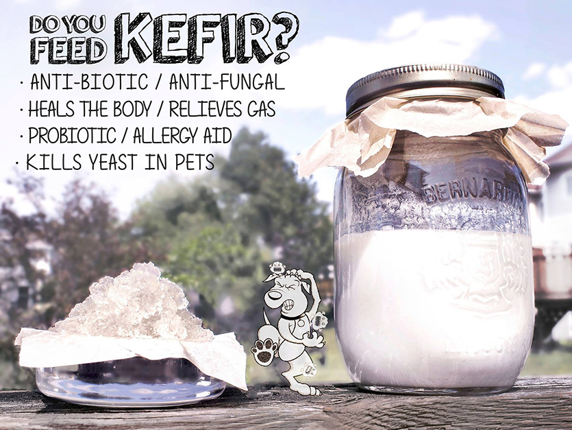 Milk Kefir Benefits